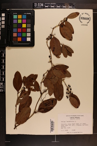 Smilax laurifolia image