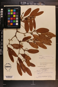 Smilax laurifolia image