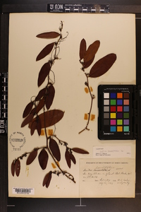 Smilax laurifolia image