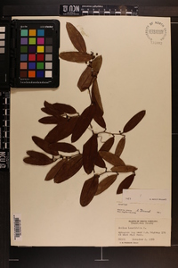 Smilax laurifolia image