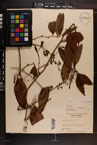 Smilax laurifolia image