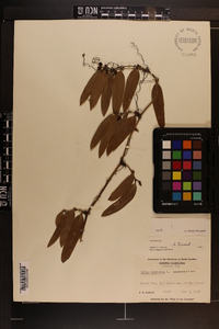 Smilax laurifolia image