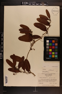 Smilax laurifolia image