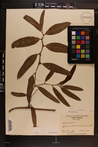 Smilax laurifolia image