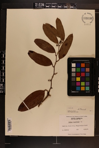 Smilax laurifolia image