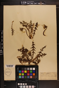 Taraxacum dens-leonis image