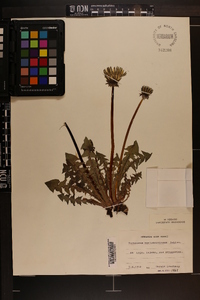 Taraxacum huelphersianum image