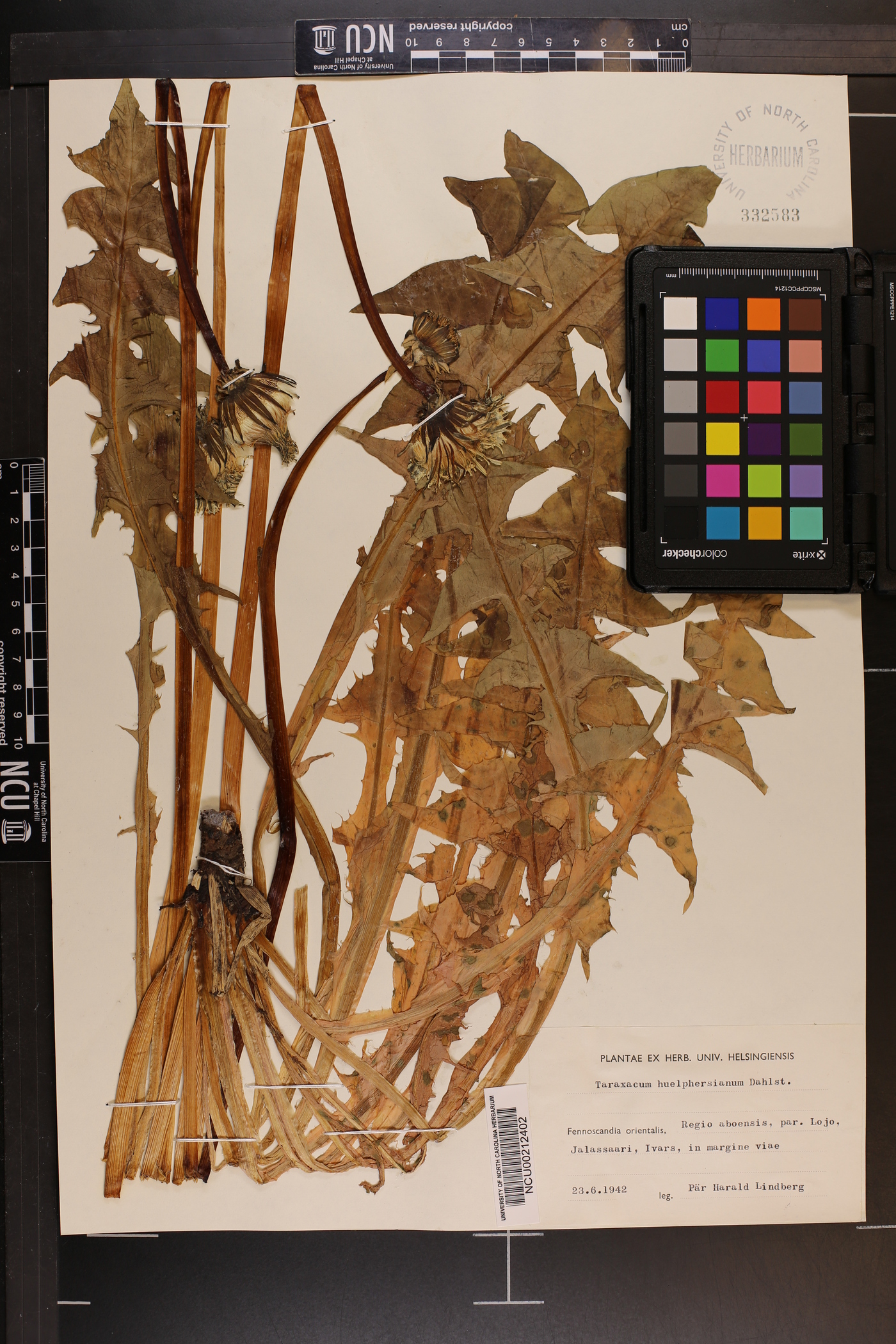 Taraxacum huelphersianum image