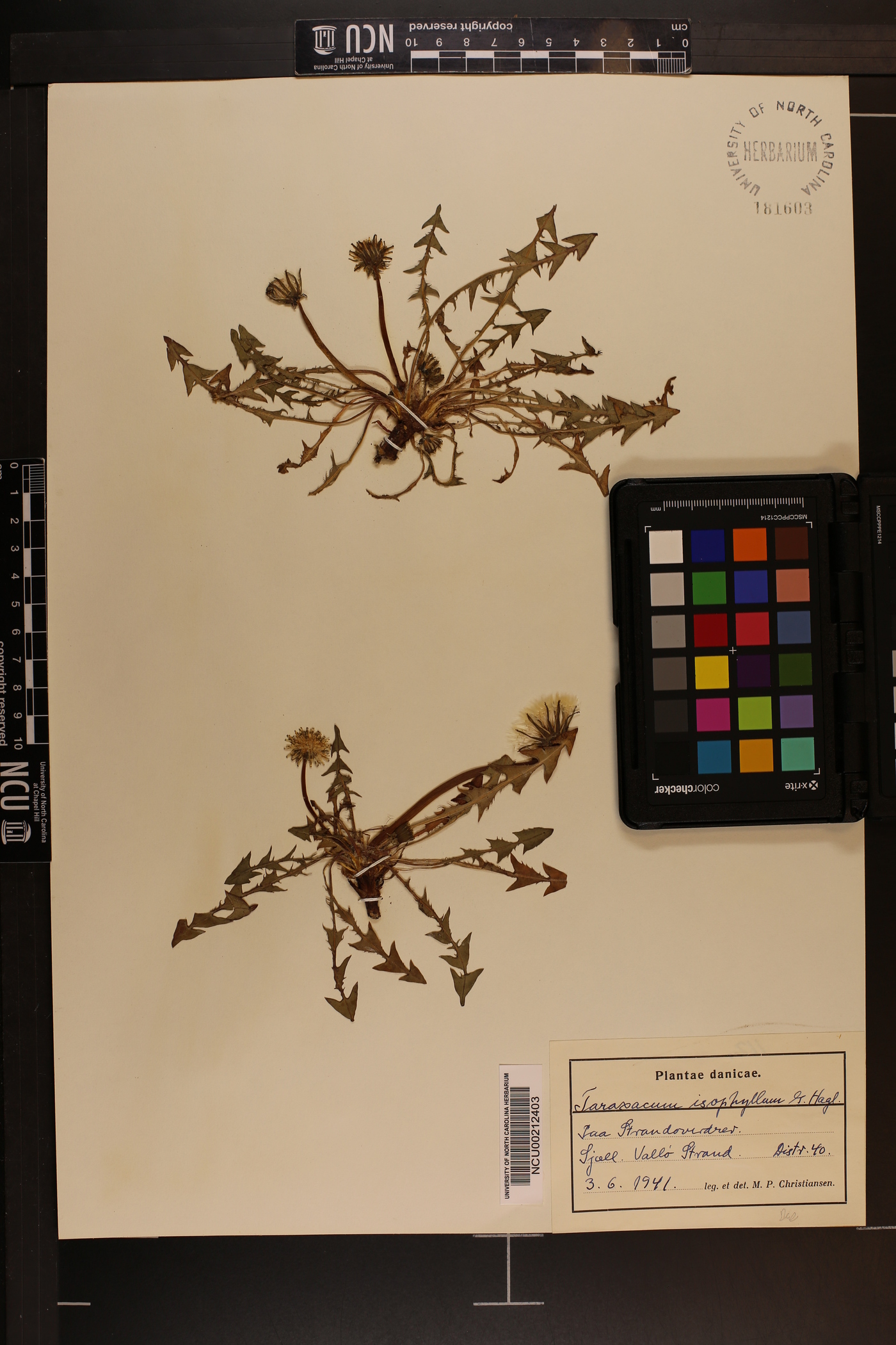 Taraxacum isophyllum image