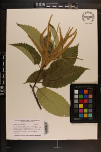 Castanea mollissima image