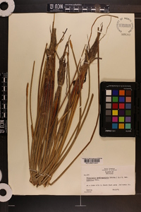 Eleocharis quadrangulata image