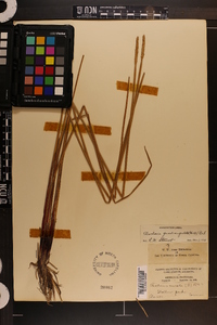 Eleocharis quadrangulata image
