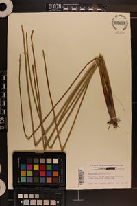 Eleocharis quadrangulata image