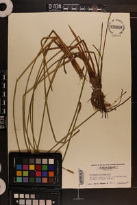 Eleocharis quadrangulata image