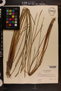 Eleocharis quadrangulata image