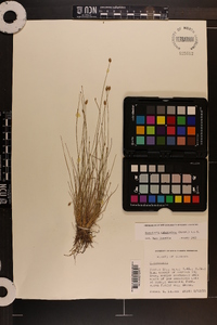 Eleocharis tuberculosa image