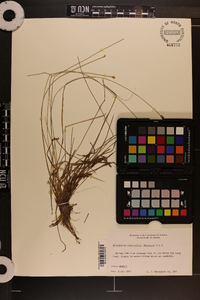 Eleocharis tuberculosa image