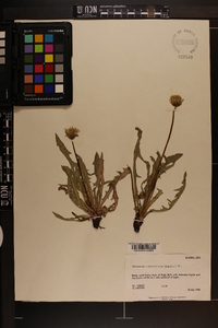 Taraxacum ceratophorum image