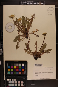 Taraxacum ceratophorum image