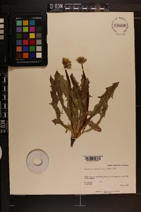 Taraxacum ceratophorum image