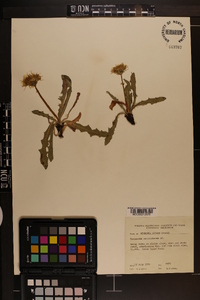 Taraxacum ceratophorum image