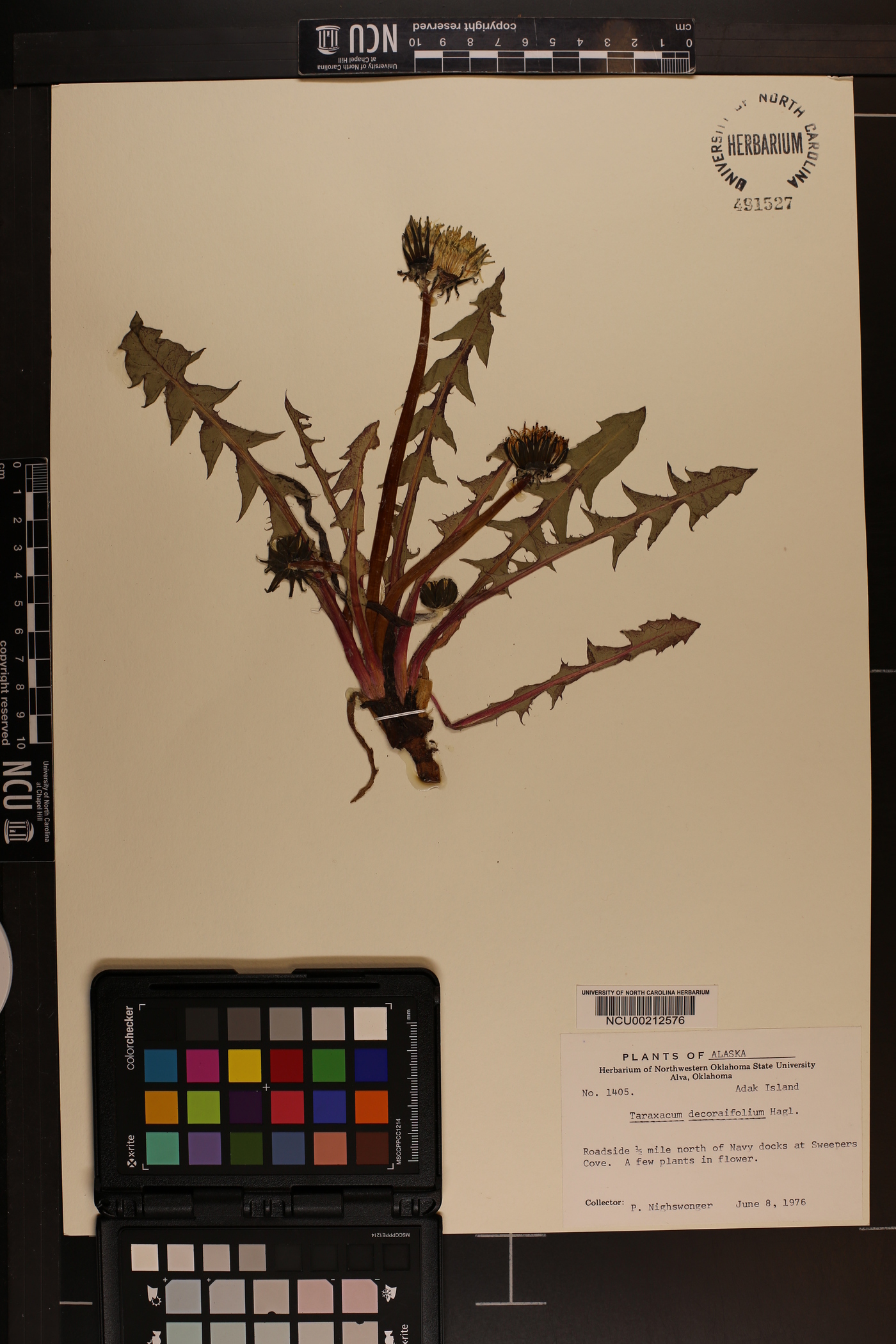 Taraxacum decorifolium image