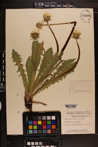 Taraxacum dumetorum image