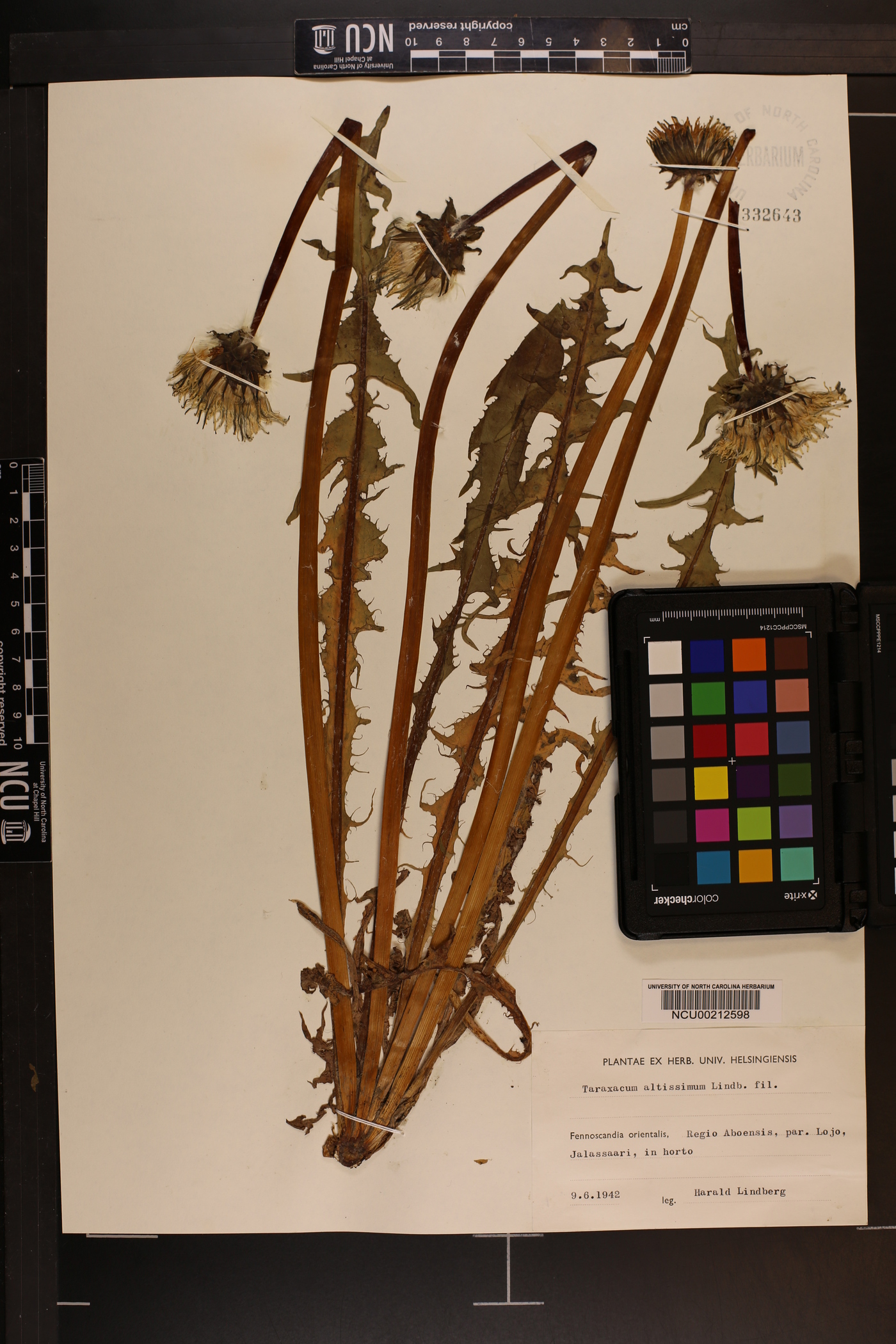 Taraxacum altissimum image