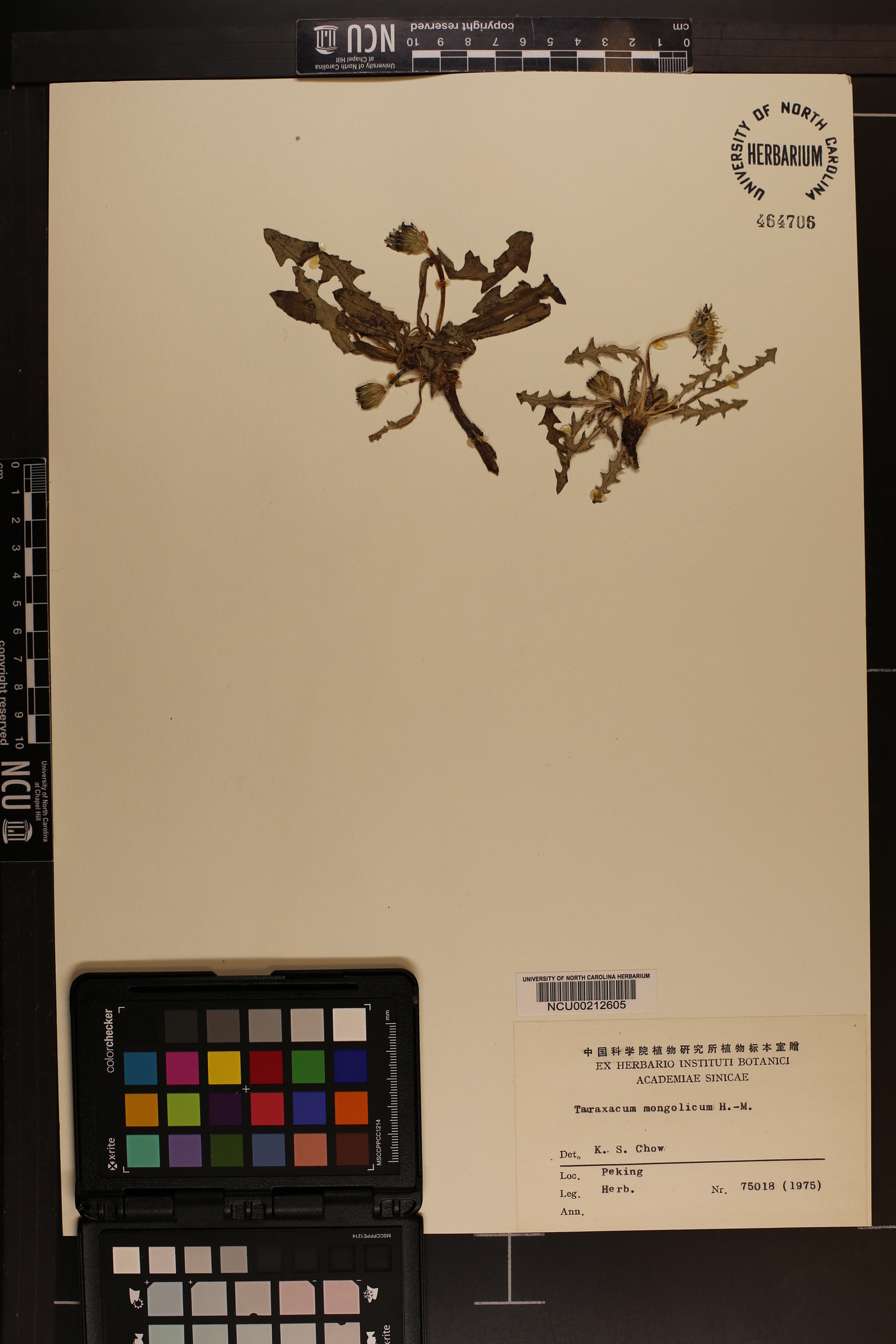 Taraxacum mongolicum image