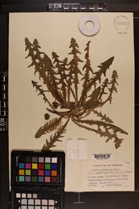 Taraxacum obliquilobum image