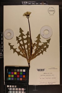 Taraxacum lingulatum image