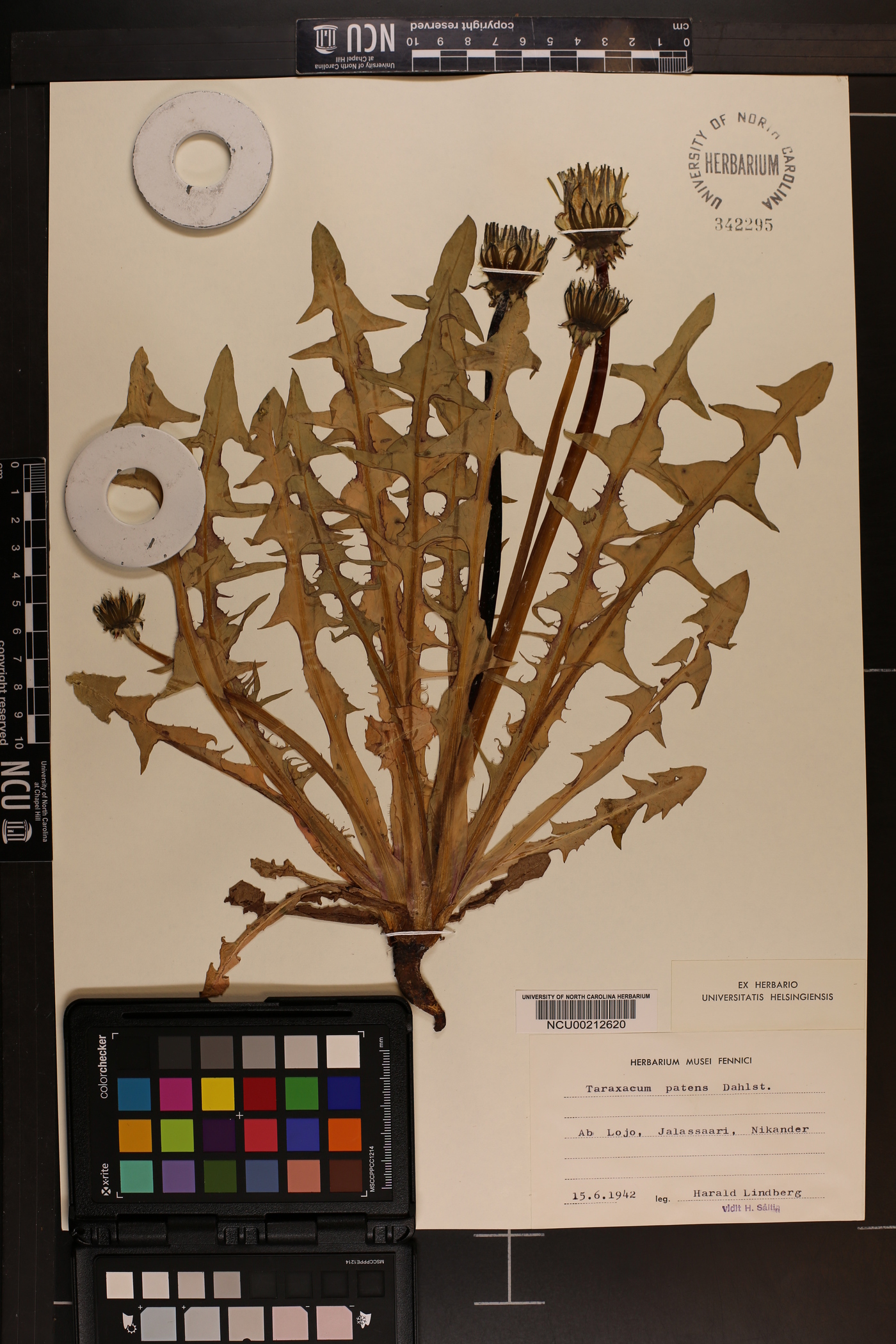 Taraxacum patens image