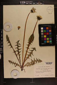 Taraxacum pectinatiforme image