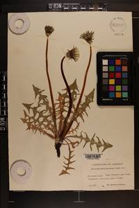 Taraxacum pectinatiforme image