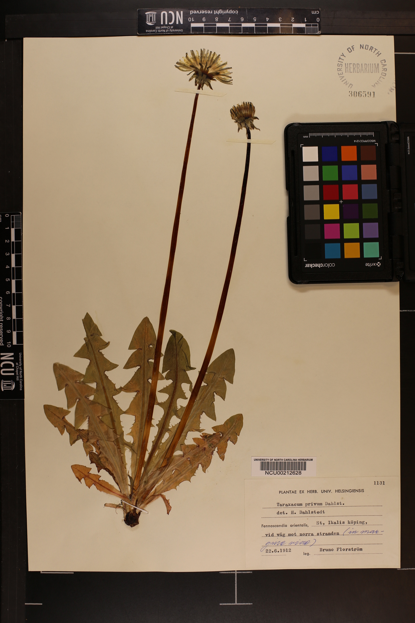 Taraxacum privum image