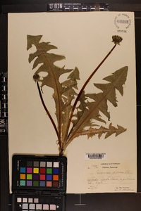 Taraxacum privum image