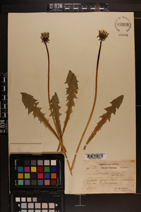 Taraxacum privum image