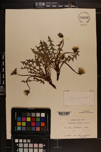 Image of Taraxacum proximum