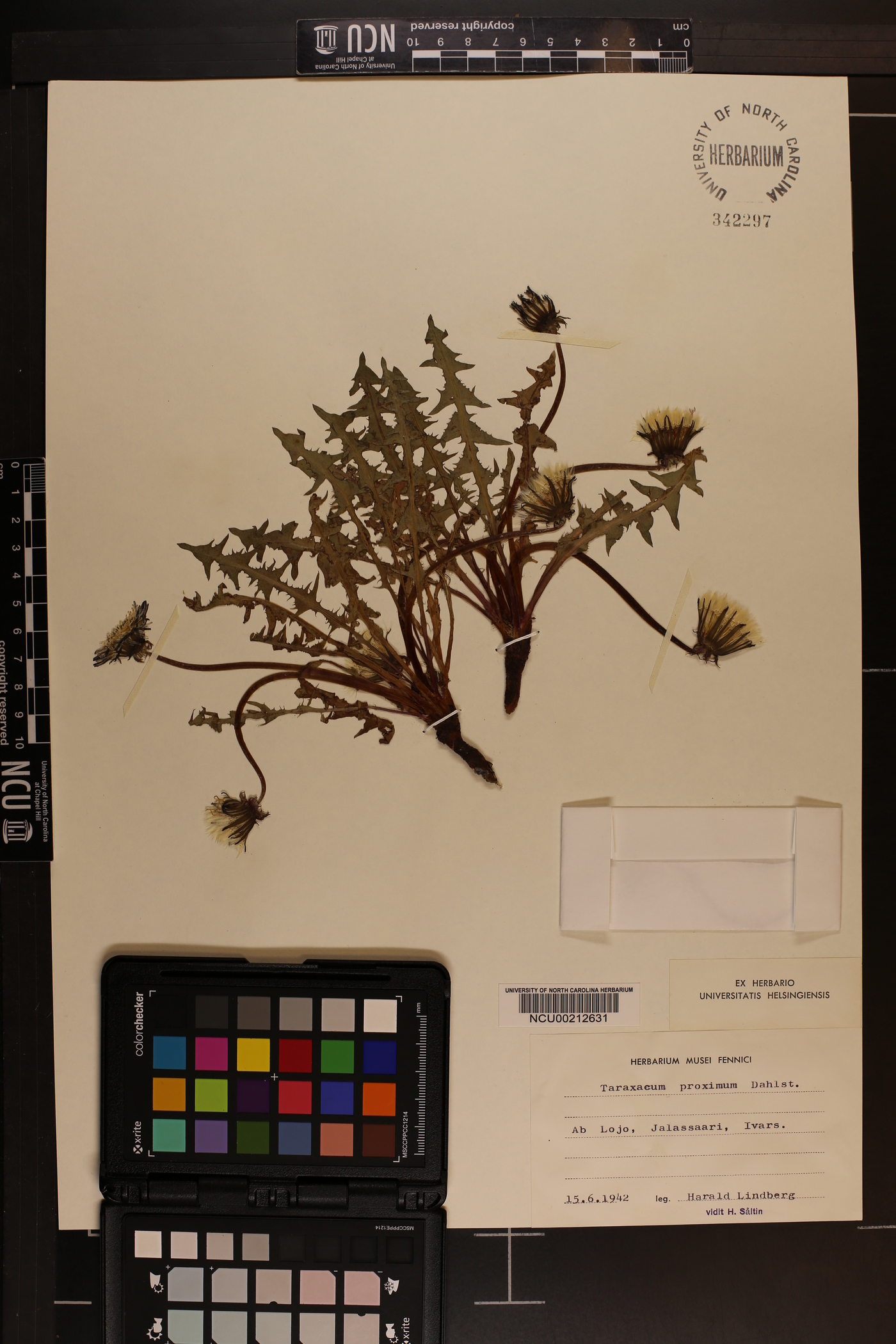 Taraxacum proximum image