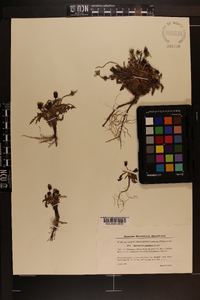 Image of Taraxacum pumilum