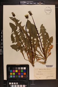 Taraxacum tenebricans image