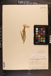 Iris cristata image