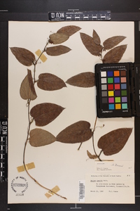 Smilax pumila image