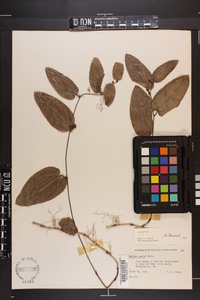 Smilax pumila image