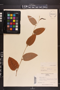 Smilax pumila image