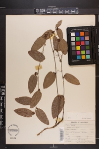 Smilax pumila image