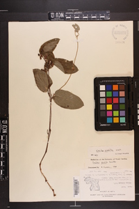 Smilax pumila image