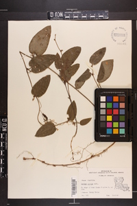 Smilax pumila image