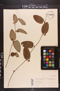 Smilax pumila image