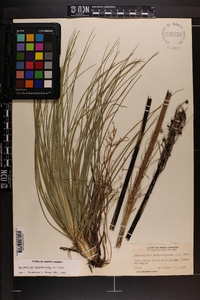 Xerophyllum asphodeloides image